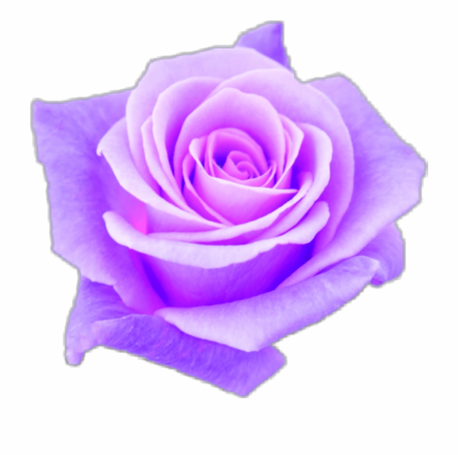 Aesthetic Purple Rose Www Topsimages Com Aesthetic Purple - Clip Art ... 