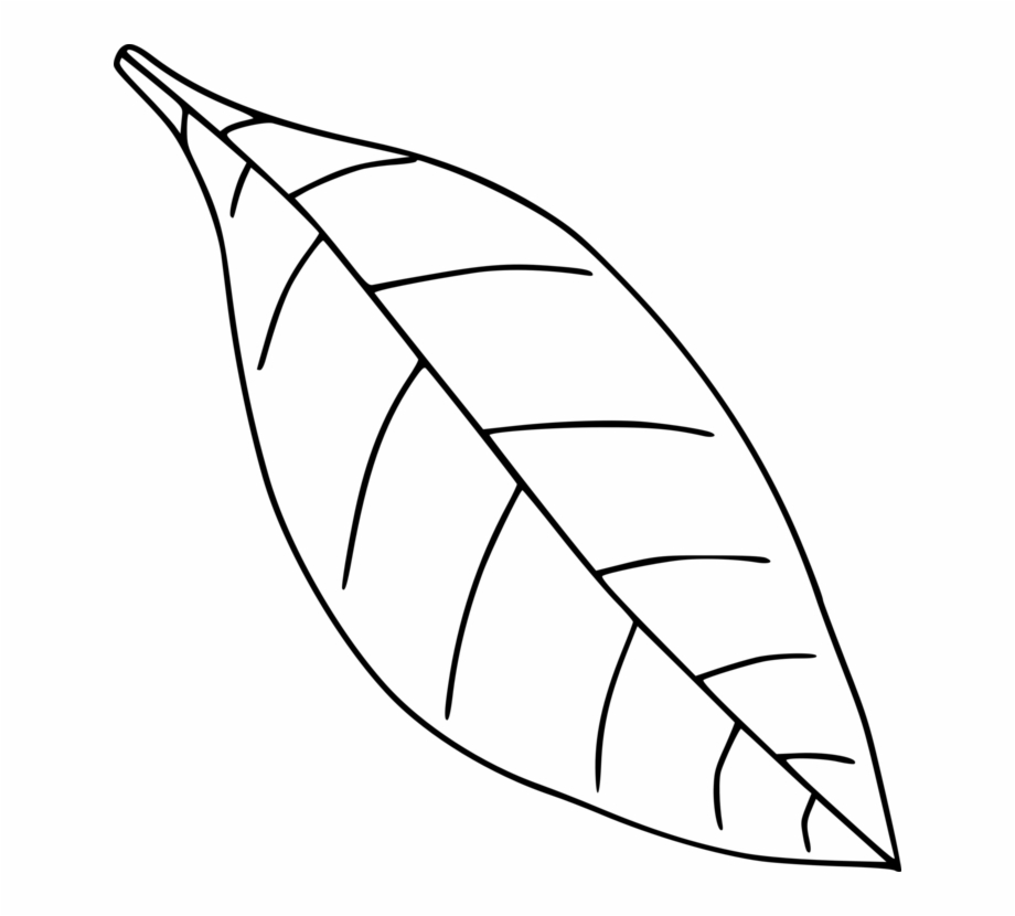Autumn Leaf Color Drawing Black And White Leaf