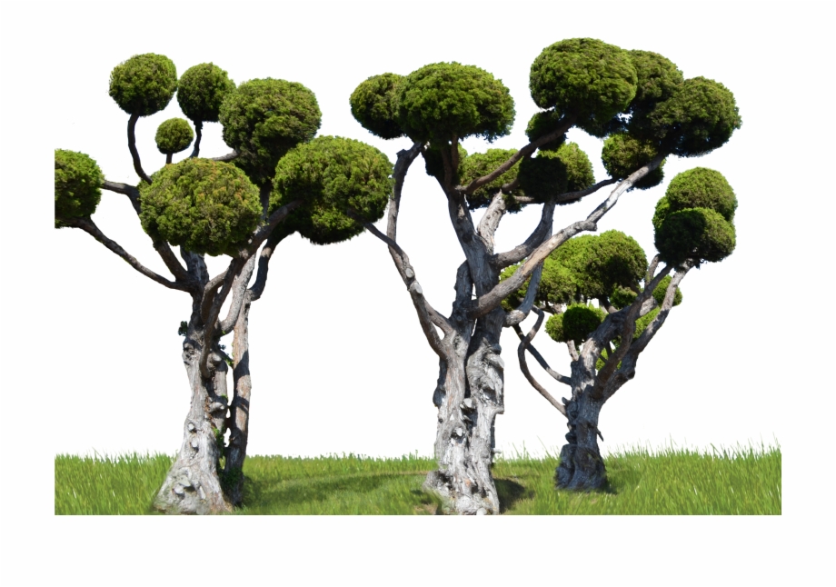 Round Tree Forest Png Stock In Landscape 0007