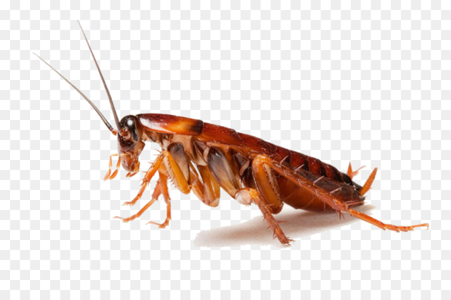 Cucaracha Png