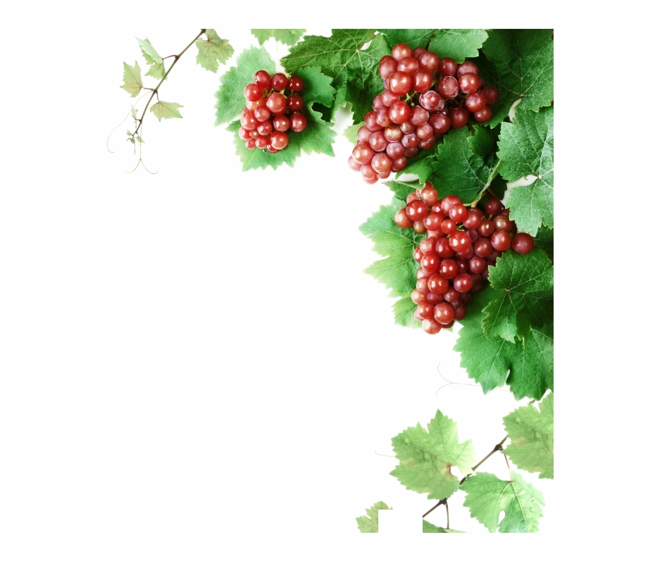 Cabernet Franc Wine Grape Vine Clip Art Clipart