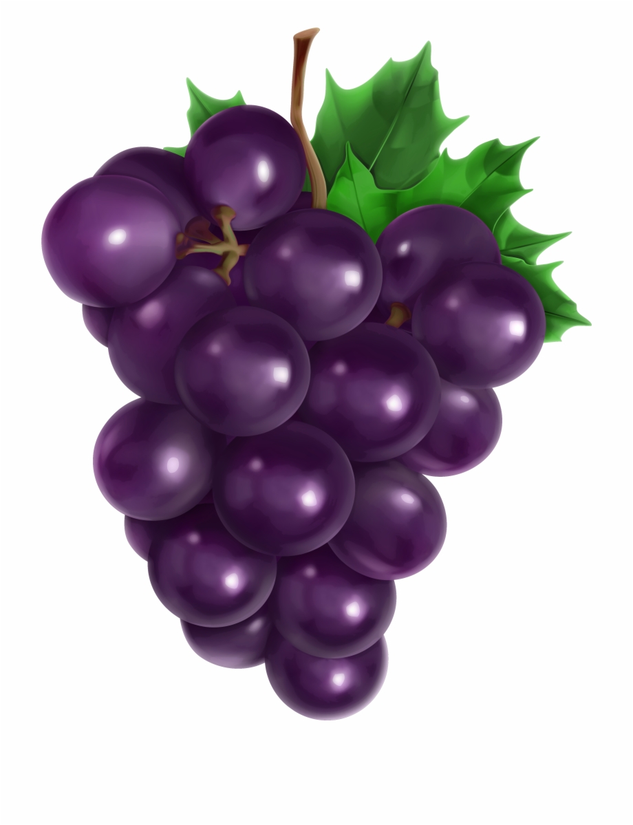 Grape Vine Illustration Royalty Free Grapes Wine - Clip Art Library