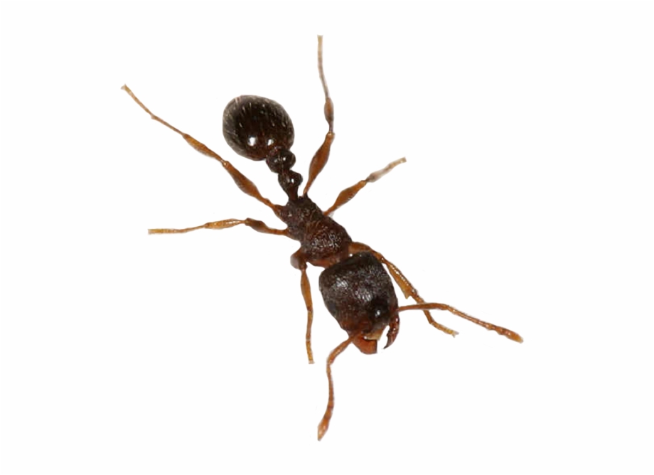 Ant Png File Ant Transparent Background