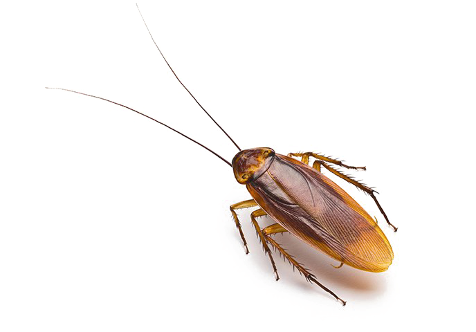 Roach Png Free Download Cockroach Allergens