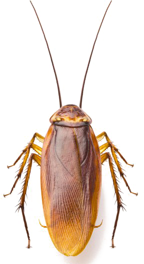 Roach Png Image Cockroaches Dirty