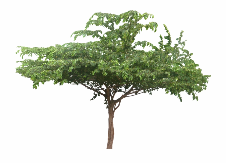 Wide Tree Png Transparent Wide Tree Green Cherry