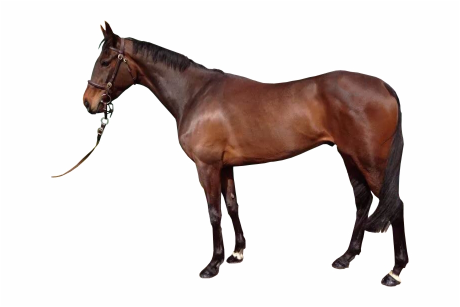 Brown Horse With Reigns Transparent Background Image Horses