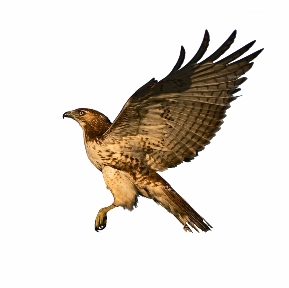 Png Images Pngs Transparent Images Animal Animals Red
