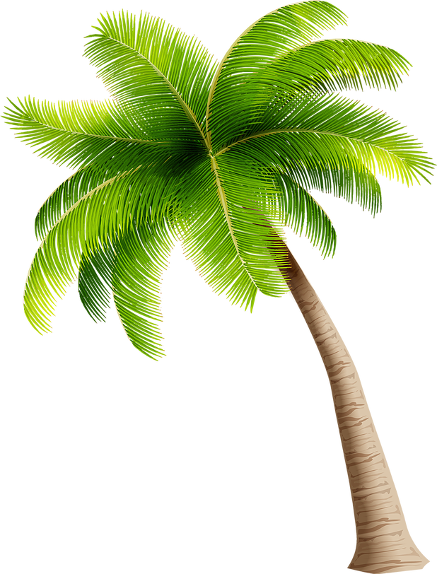 Coconut Asian palmyra palm Tree - coconut tree png download - 2036*3200 ...