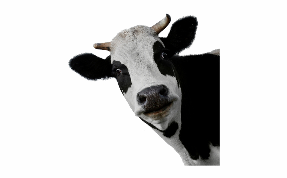 Cow Png Cow Up Close Png