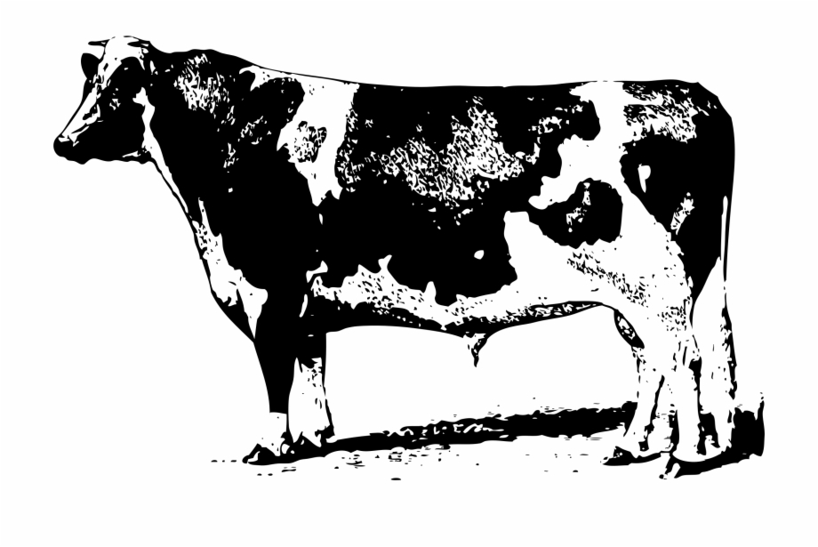 Cow Png Cow Drawing Png Transparent