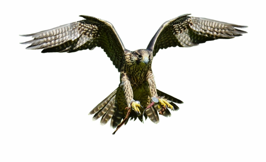 Falcon Approach Prey Access Raptor Wild Animal Falcon
