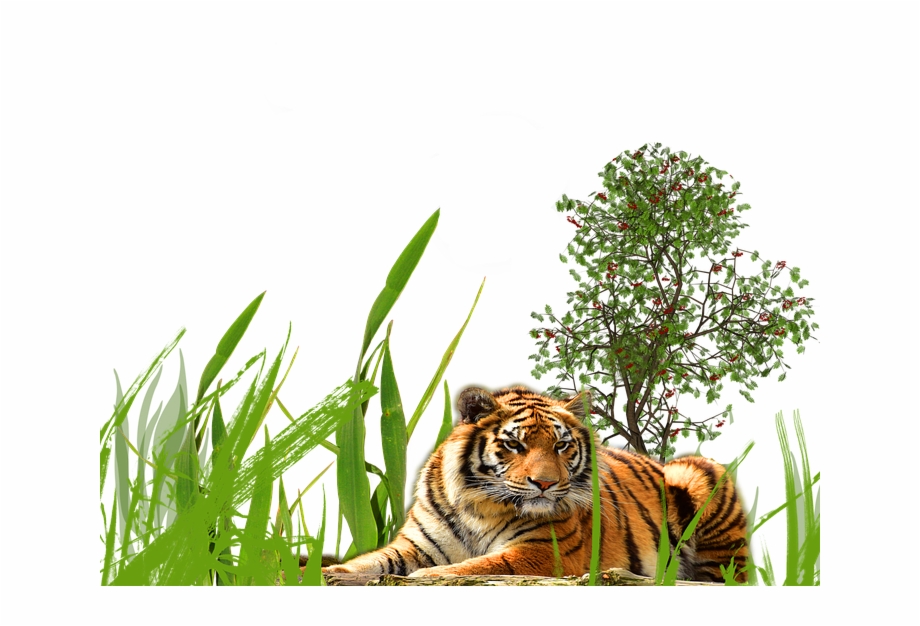 Long Grass Transparent Background Png Tiger On Grass - Clip Art Library