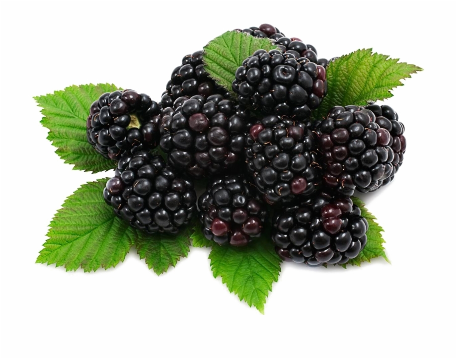 Blackberry Fruit Png Download Image Blackberries Png Transparent