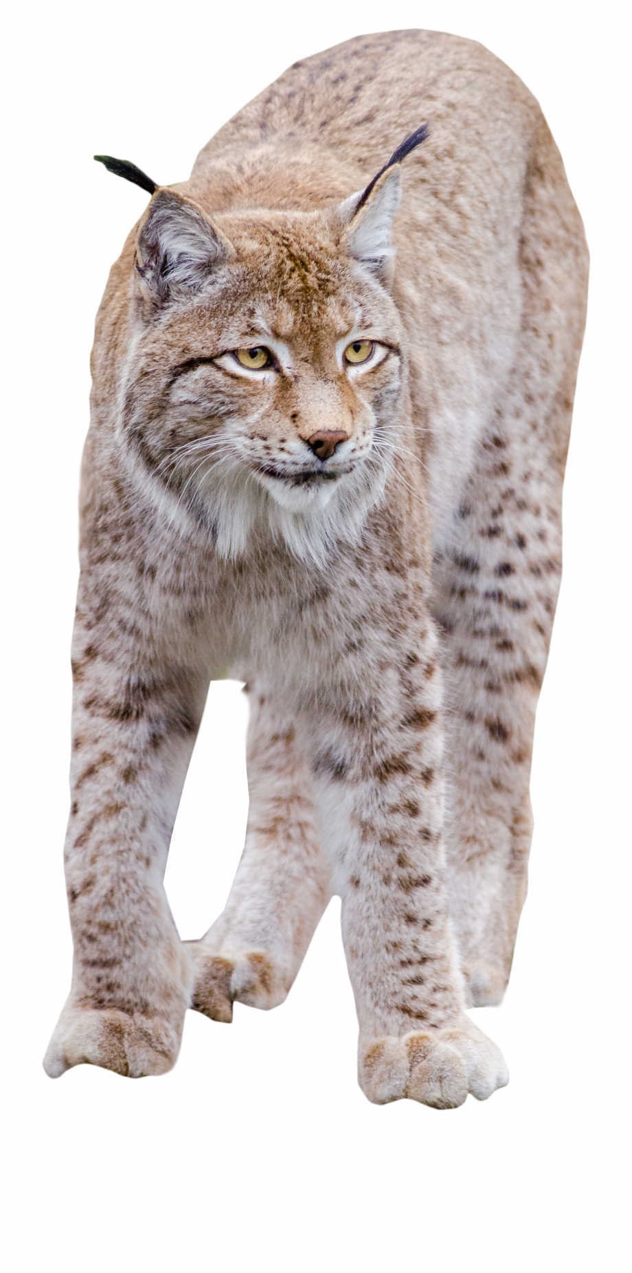 Lynx Standing Bobcat Transparent Background