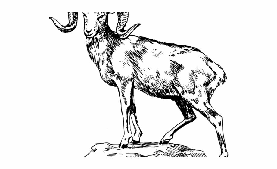 drawing of a mountain goat
