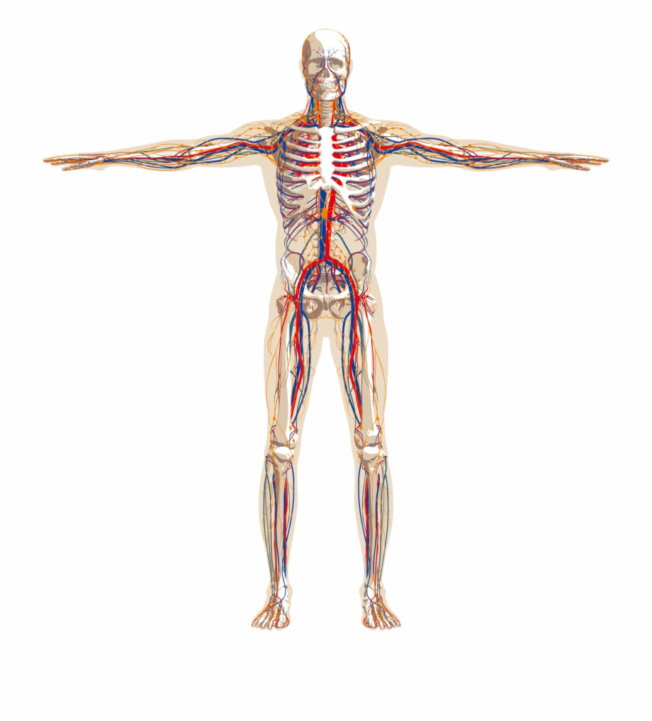 Human Body PNG Images With Transparent Background