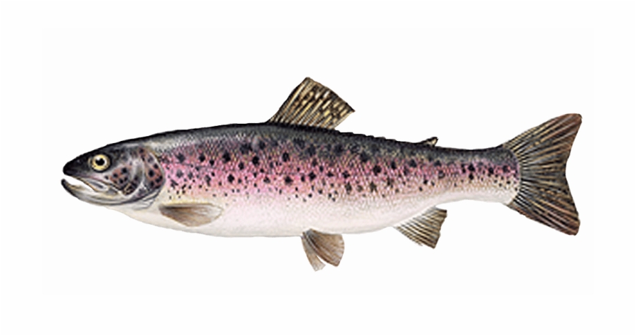 Fish Clipart Photo Image - rainbow-trout-eggs - Classroom Clipart