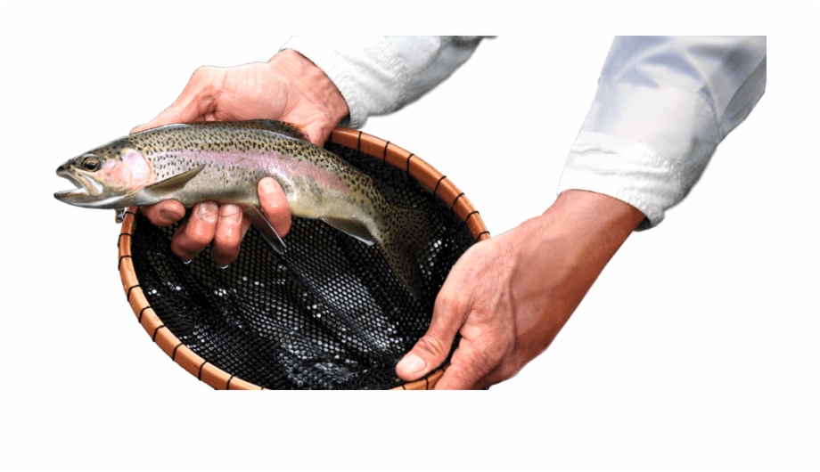 Fly Fishing And Fun Fishing Trout