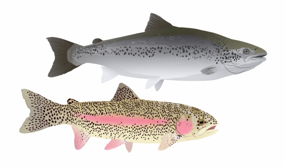 Atlantic Salmon And Rainbow Trout Oncorhynchus Mykiss Brown