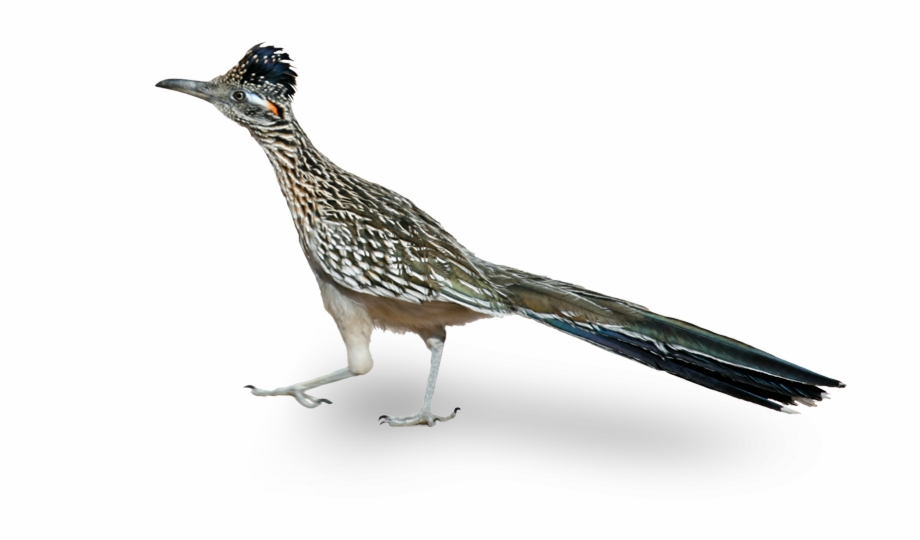 A Roadrunner Is A Native Bird To Phoenix