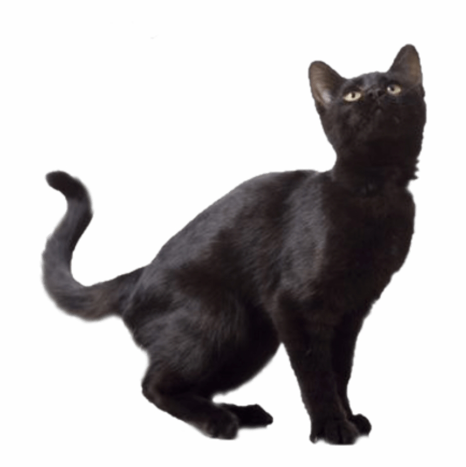Black And White Png Of Cat Black Cat