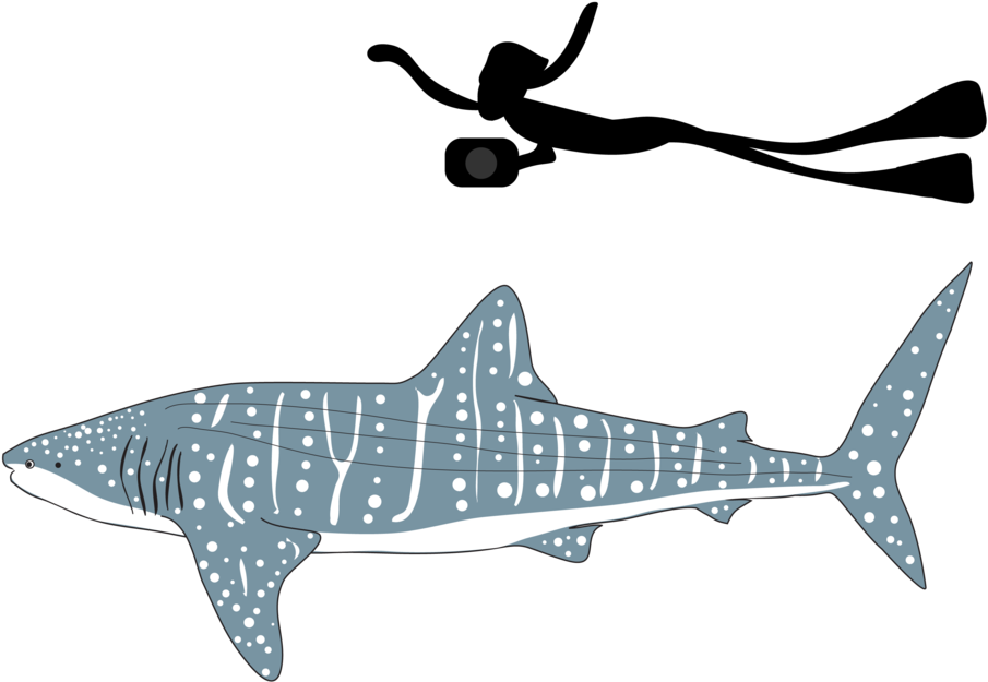 Be Part Of The Solution Whale Shark Png