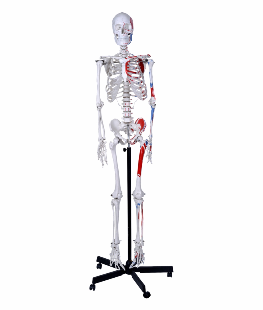 170Cm High Quality Human Skeleton Model Skeleton