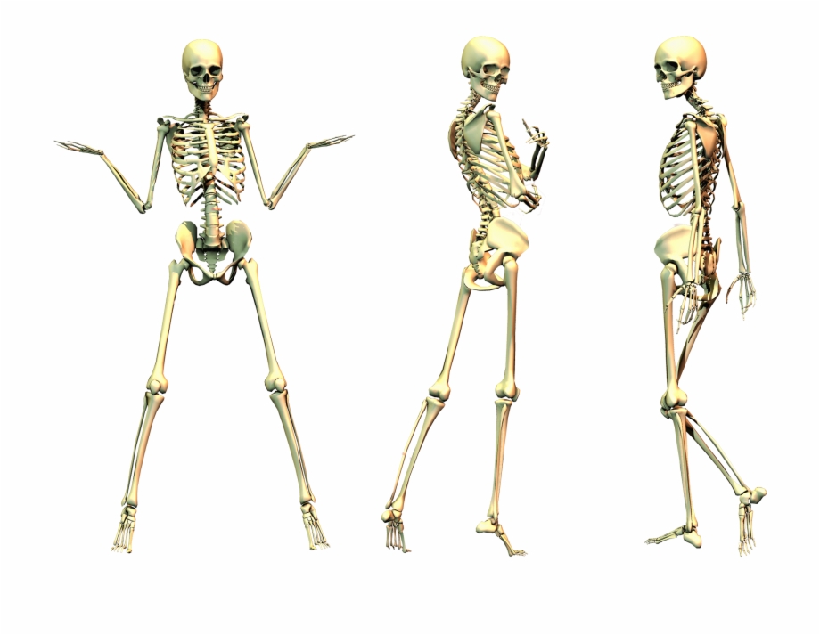 Spooky Skeleton 01 Png Stock