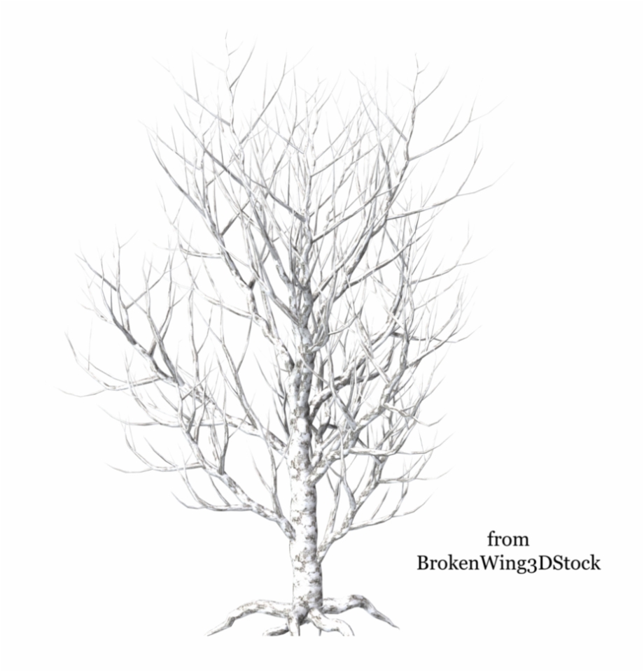 Winter Birch Tree Png