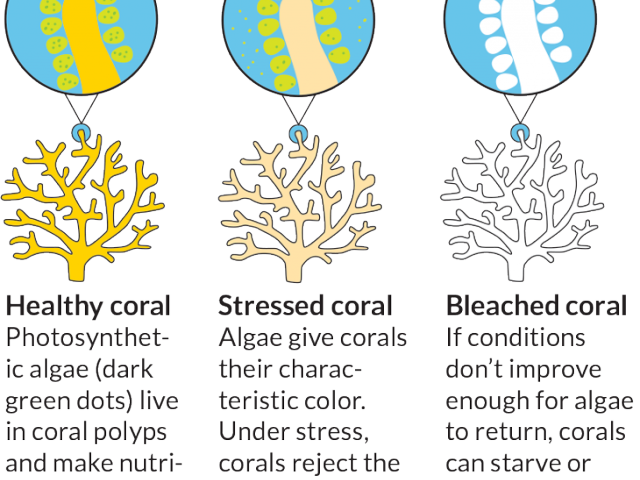 Coral Reef Clipart Bleached Ocean Coral Reef Clip