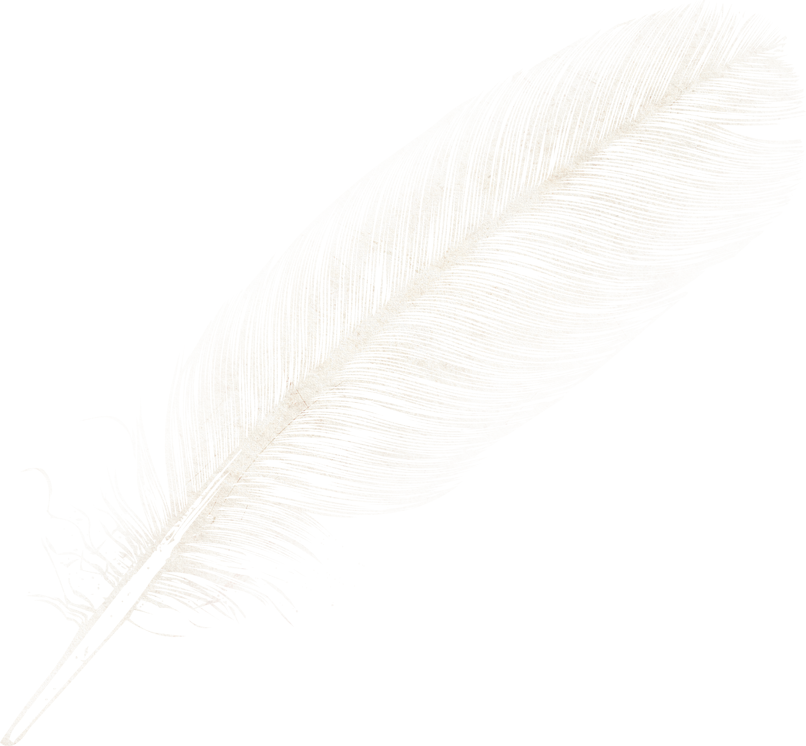 Feather Png Alpha
