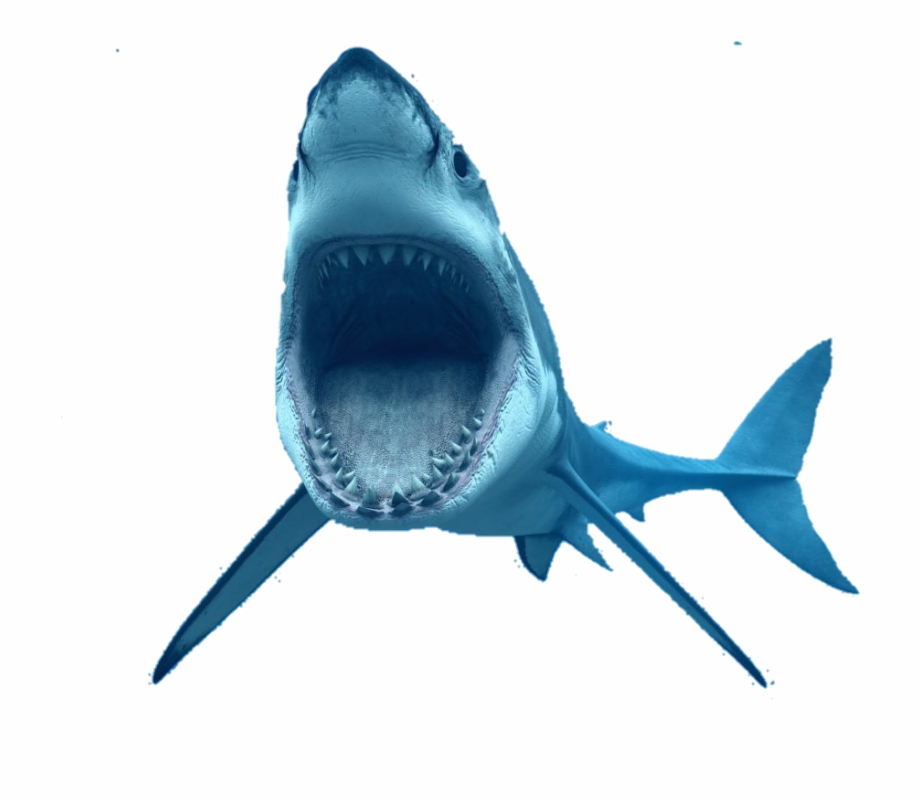 Tiburon Reto Great White Shark Transparent Background
