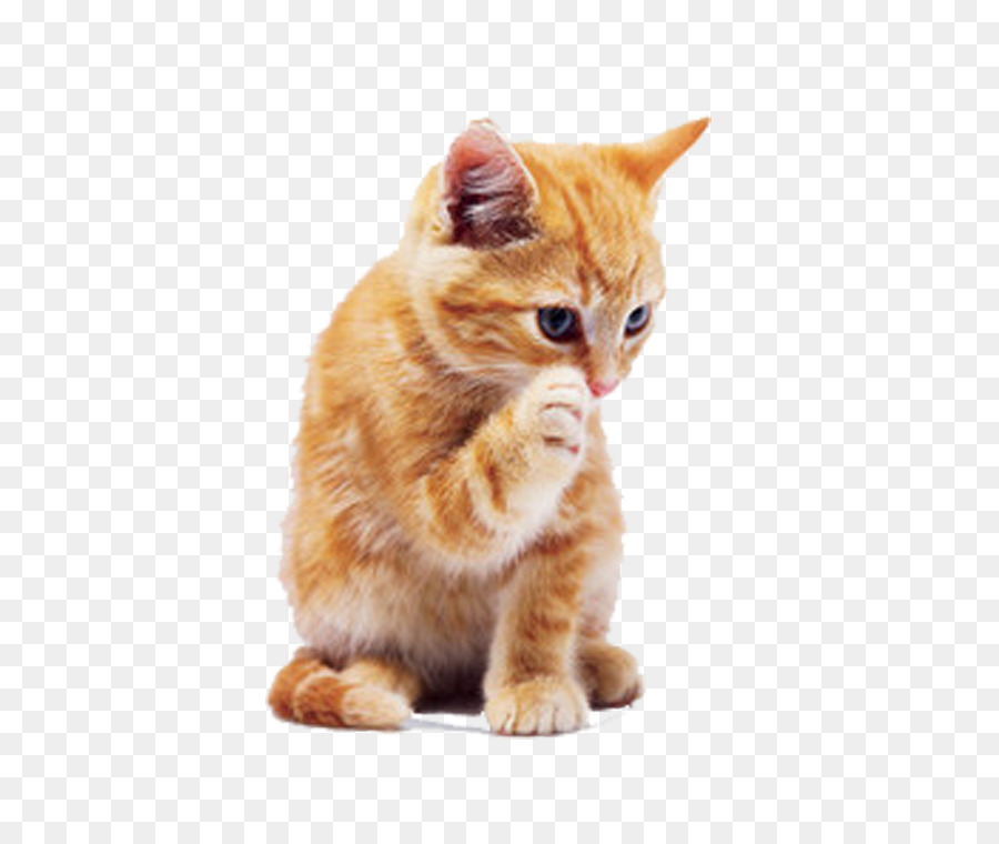 Tabby Cat Png