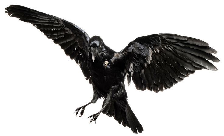 Raven Flying Png