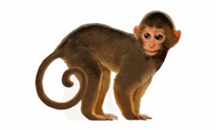 Png Image Of Monkey