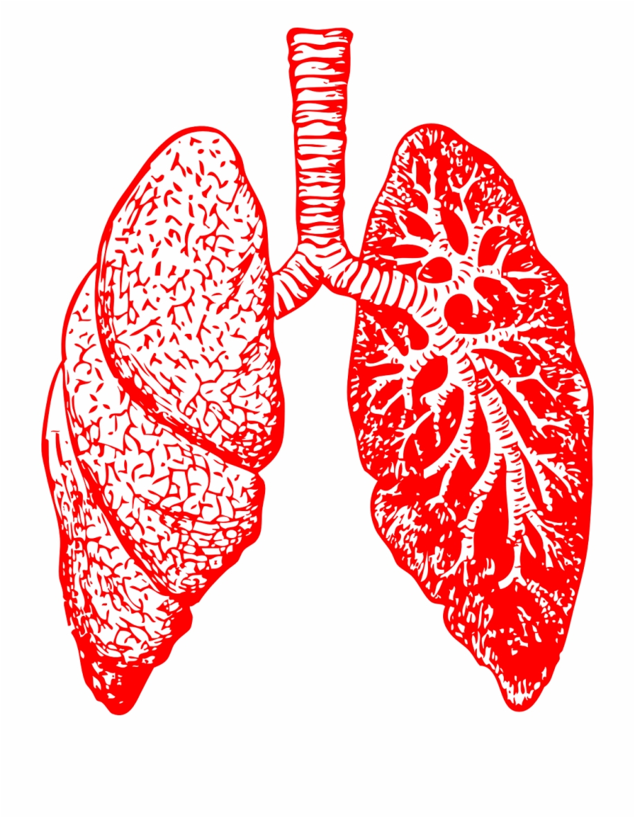 Lungs Anatomy Breathing Png Image Black And White