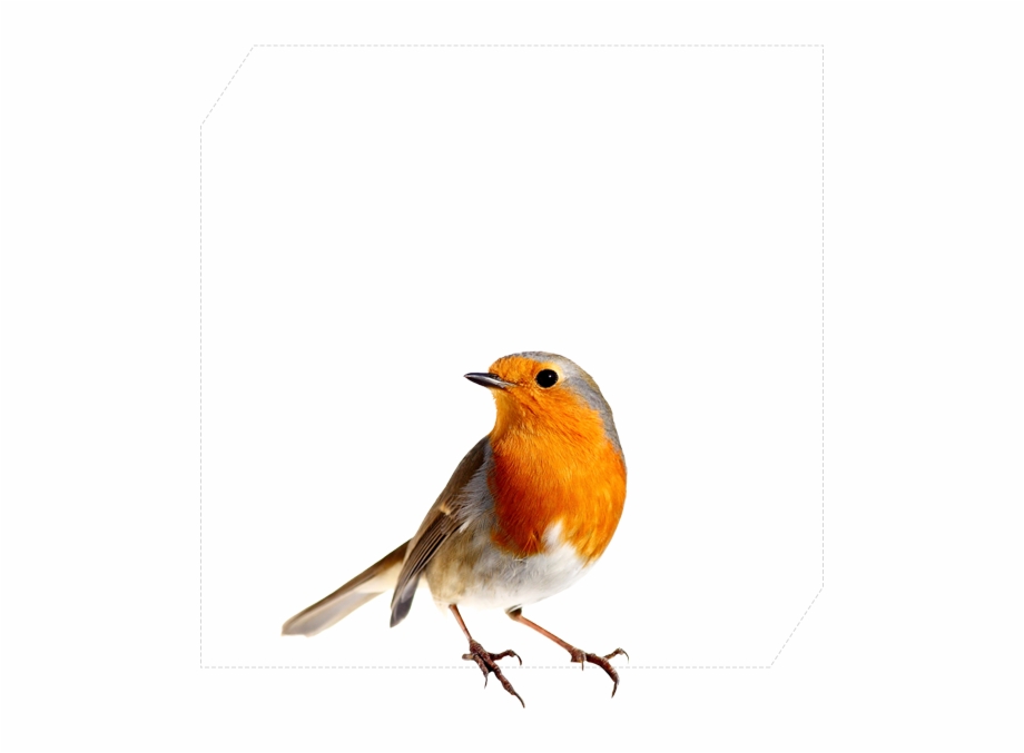 Robin Png Bird Robin Is Near A Loved