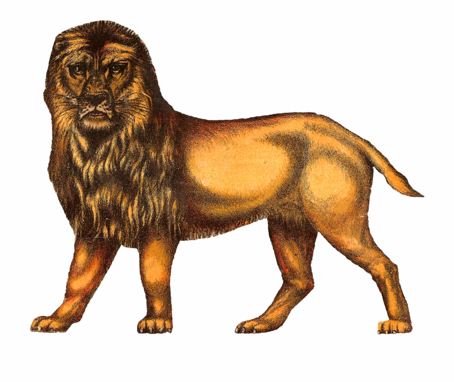 Despite The Much Shorter Tail The Lion Still