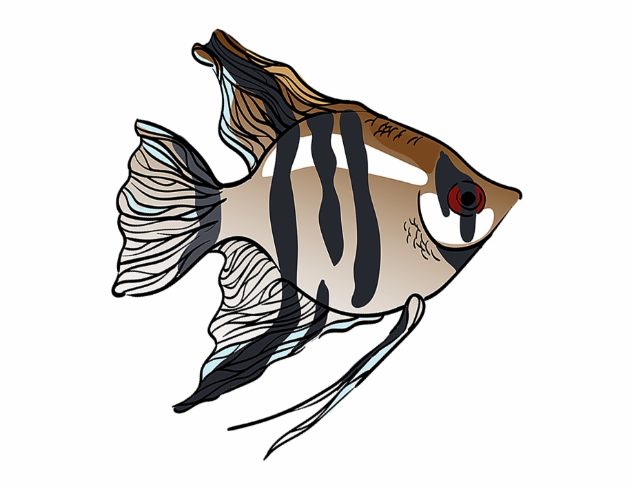 Angelfish Png Download Illustration