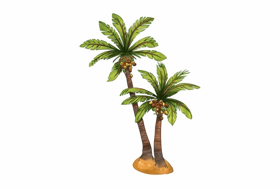 Coconut Tree Roystonea