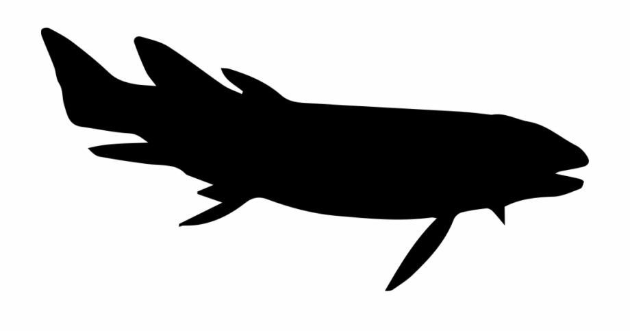 Rodeo Svg Fish Whale