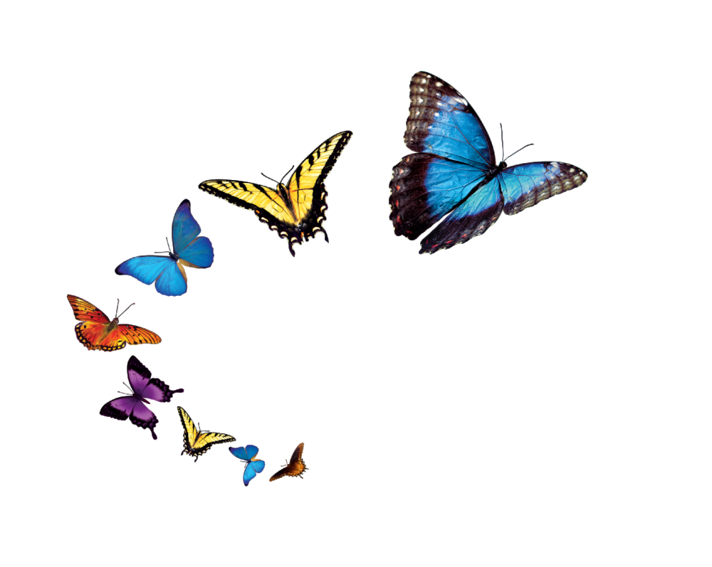 Png Images Of Butterfly