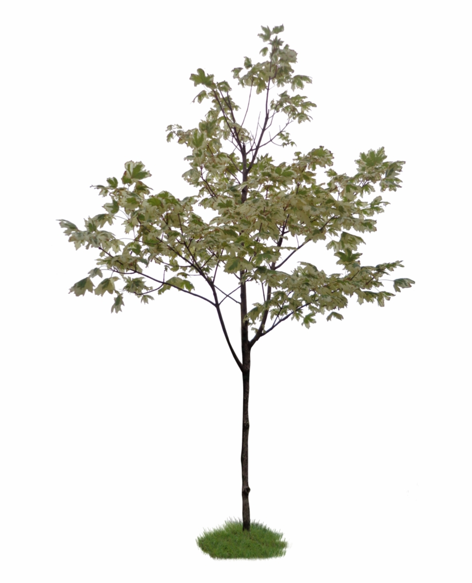 Photoshop Little Tree Png Download Scale Model