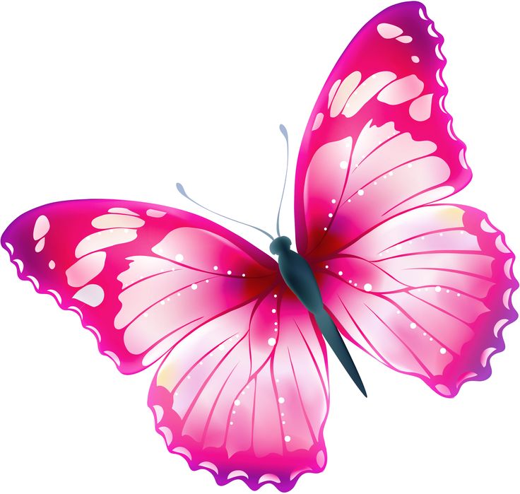 Images about clipart transparent butterfly on 2