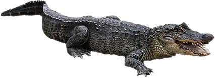 Crocodile clipart for you image