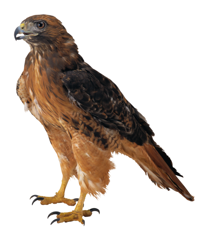 Falcon clipart web image 2