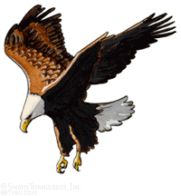 Hawk clipart images free clipart images 3