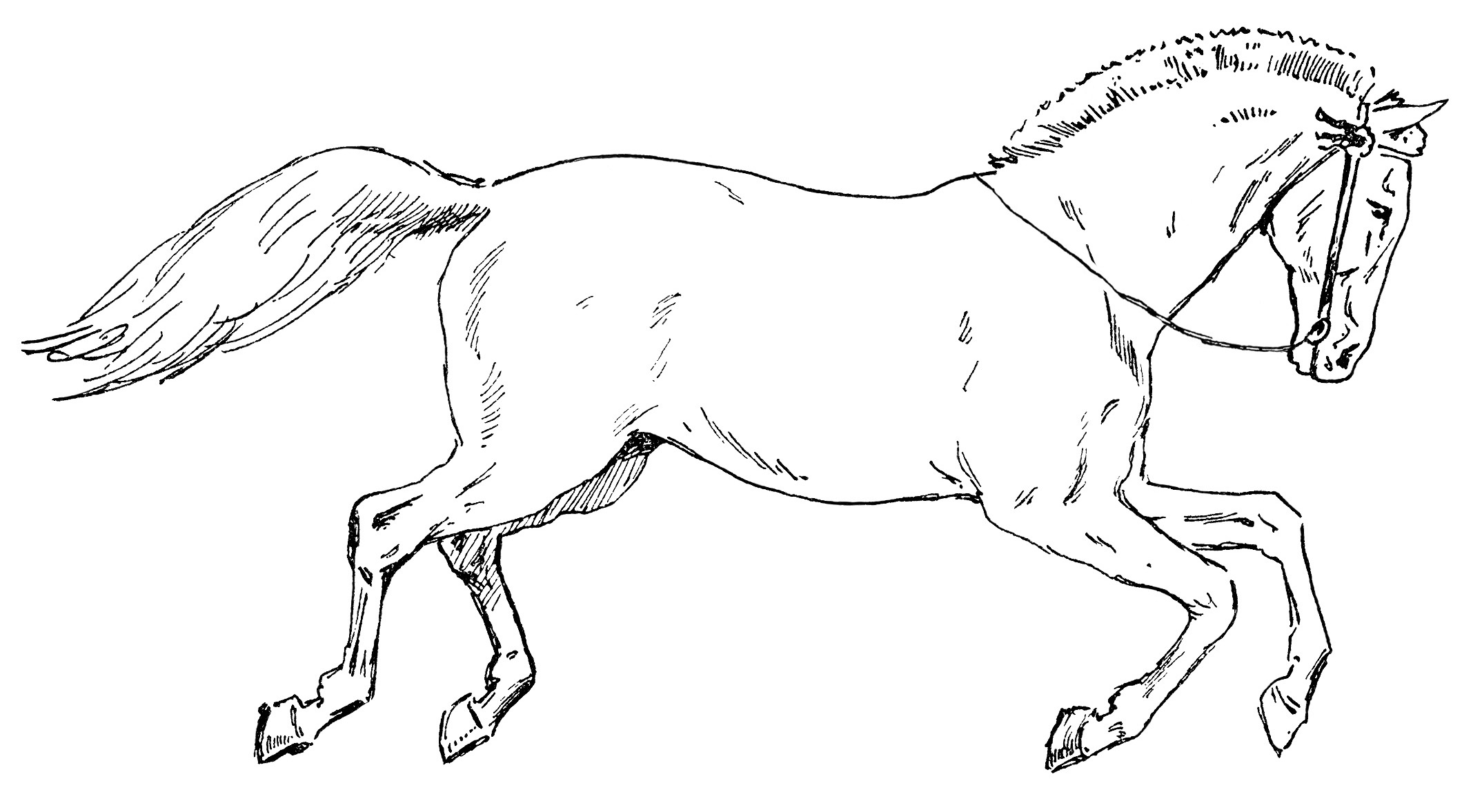 Circus horse clipart black and white