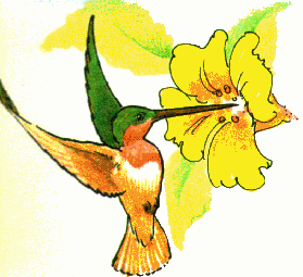 Hummingbird Clipart